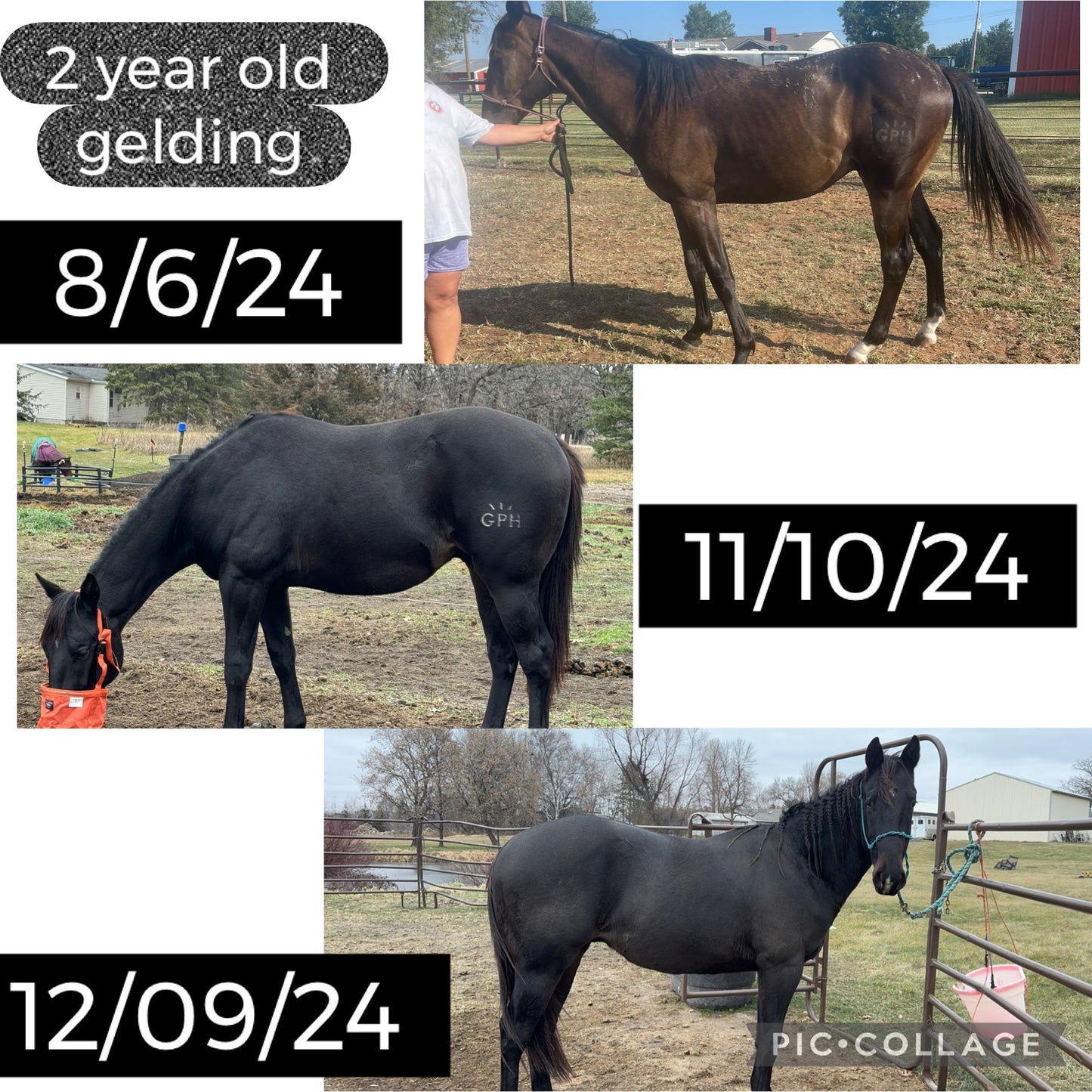 Parasite Cleanse Bundle